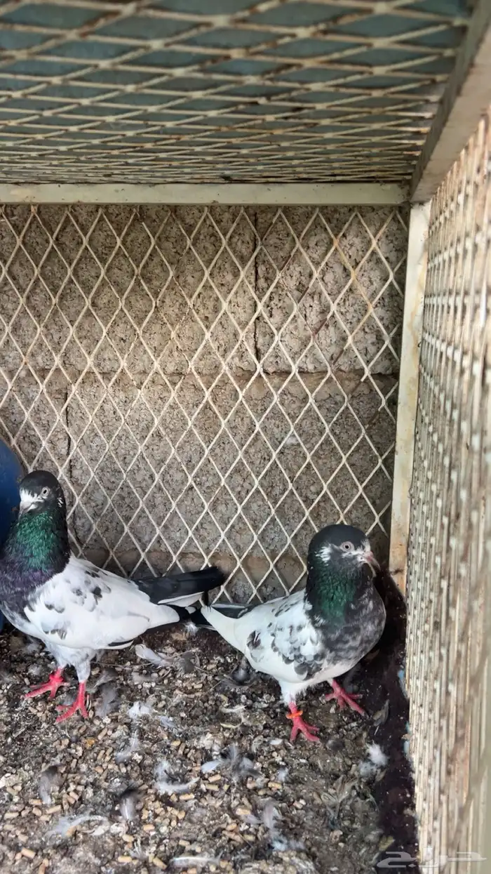 جوز رام بطل 1