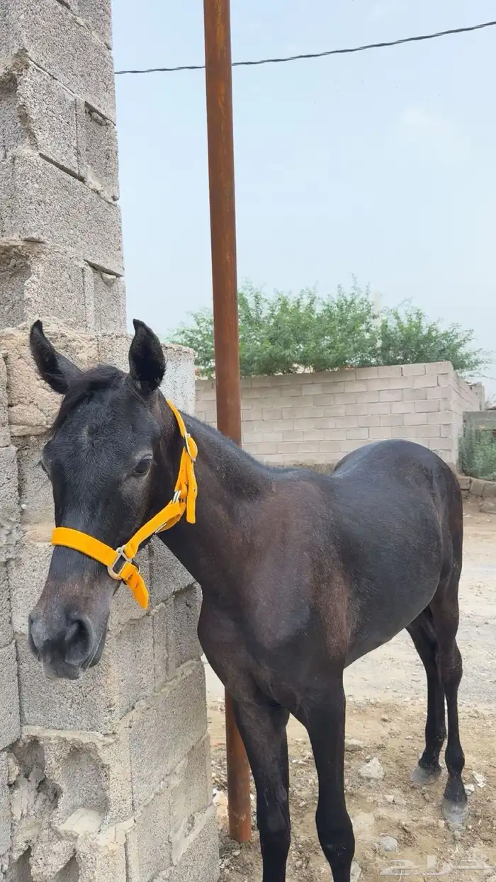 للبيع مهر العمر سنه 1