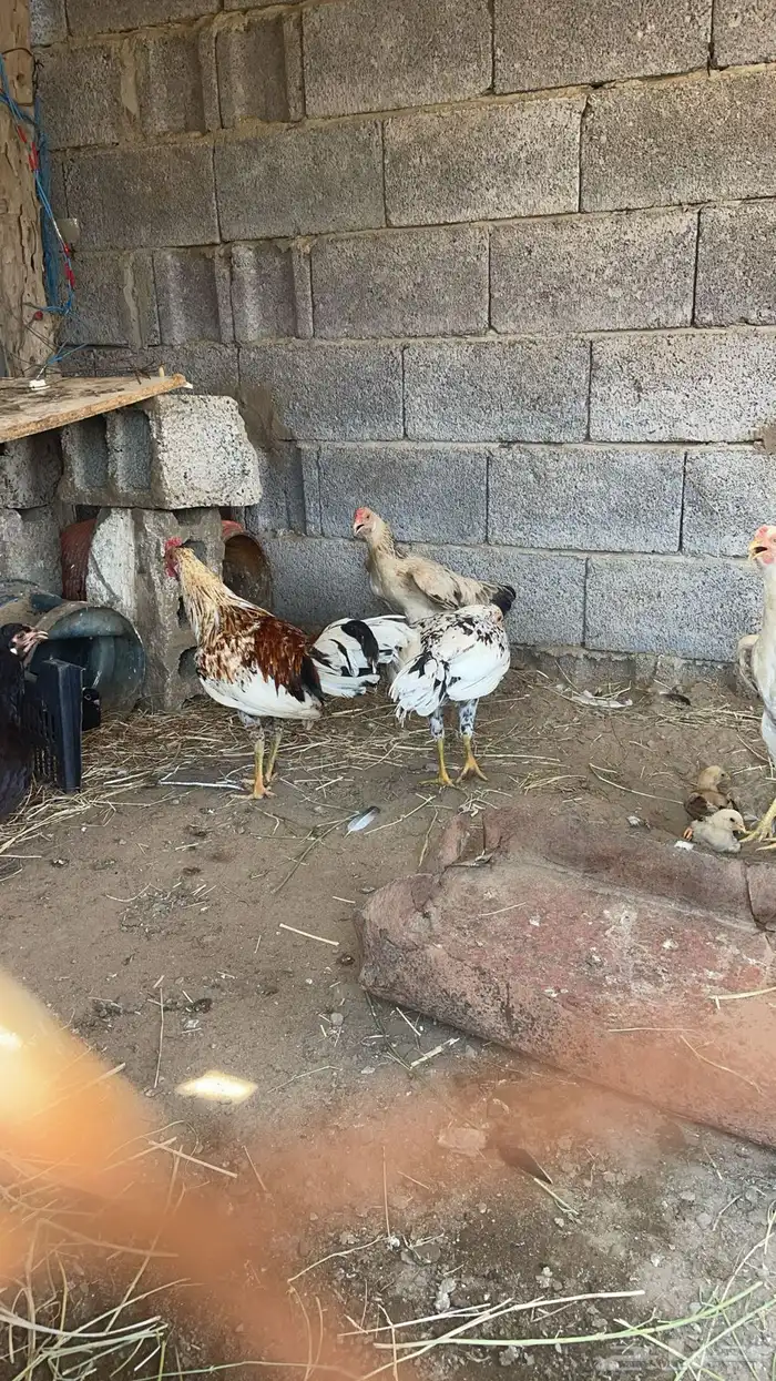 دجاج بلدي مع فروخ وصيصان مع بيض 3
