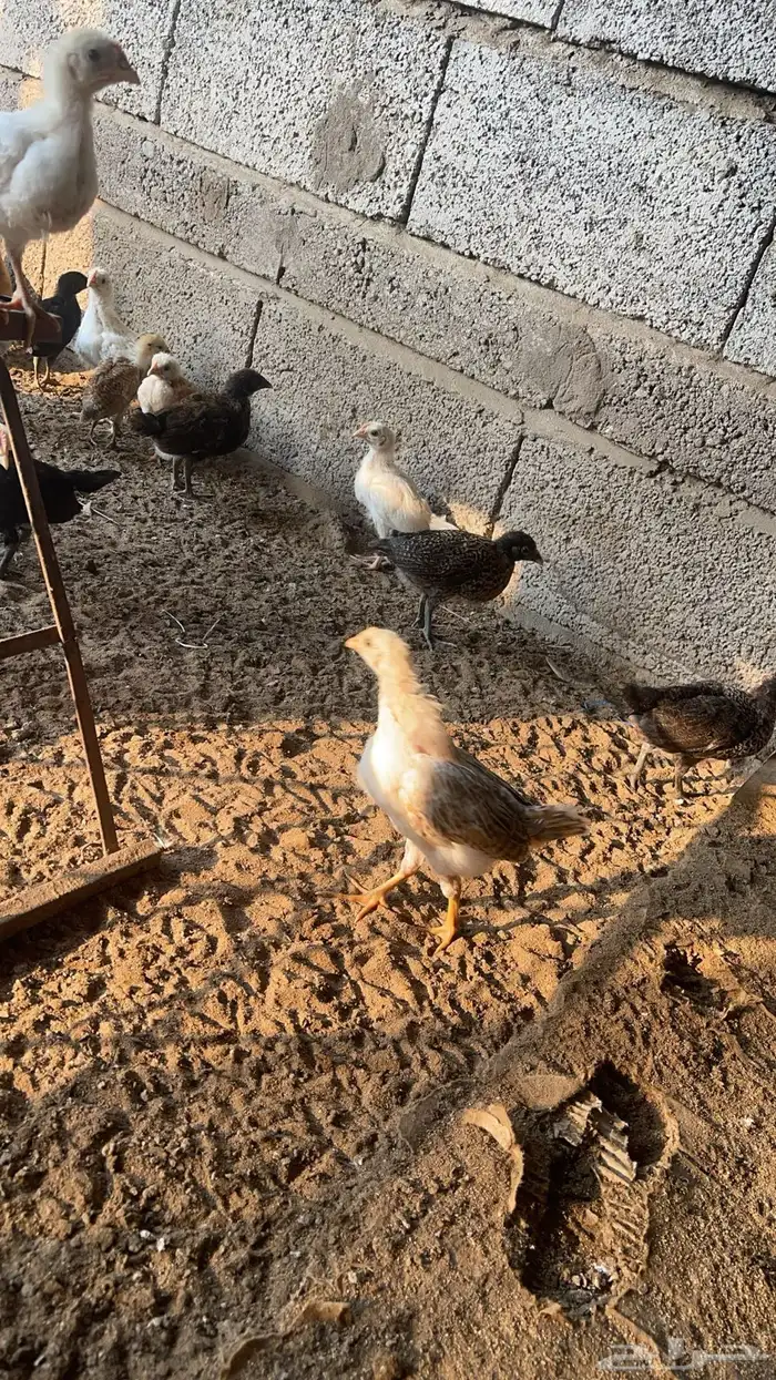 صوص صيصان فروخ دجاج بلدي 200 1