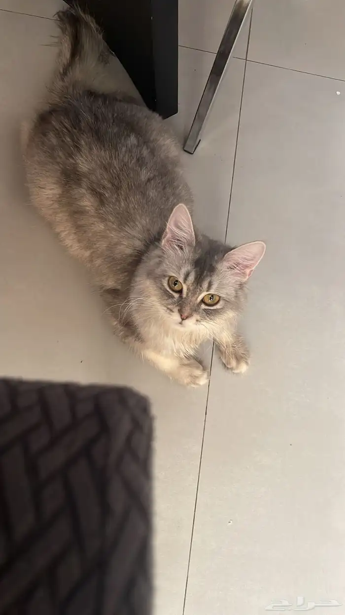 قطط للبيع والتبني 1