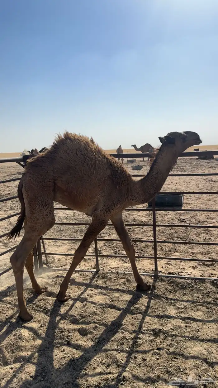 قعود اشعل 1