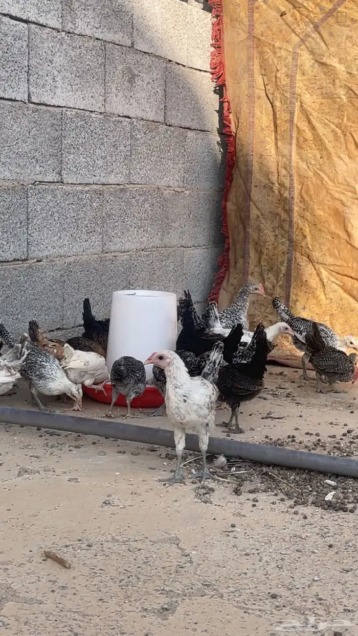 فروخ كبار 1