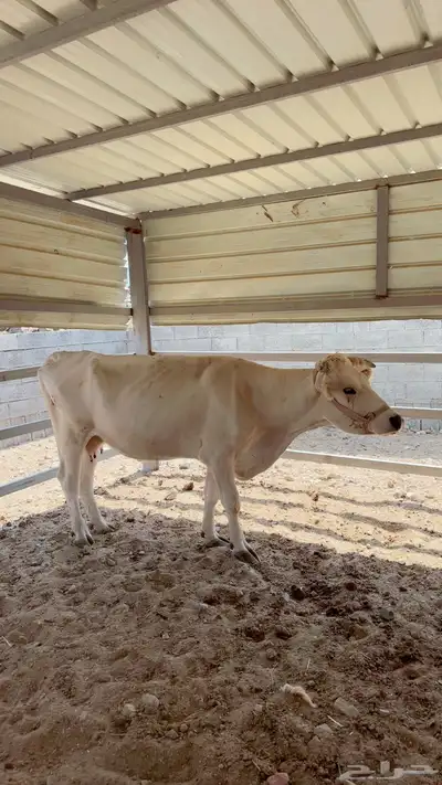 مجموعة أبقار هولنديه وألمانيا و جيرسي index