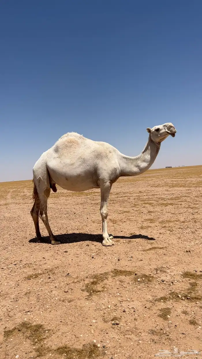 للبيع ضروبه وضحاء في رأسها سديس 0