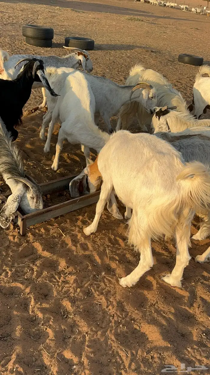 معزا ملاوين للبيع 10
