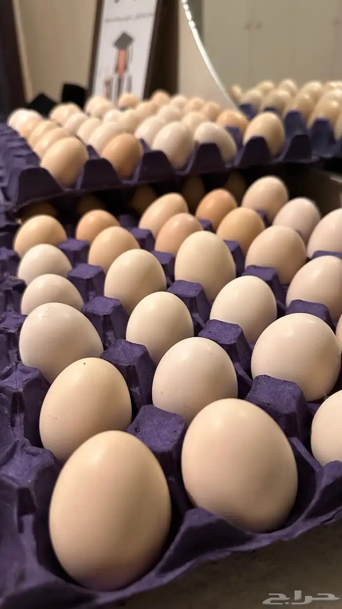 بيض بلدي 1
