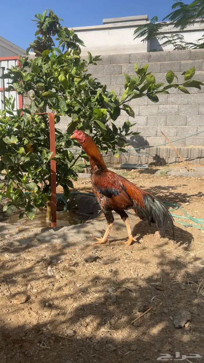 (دجاج باكستاني للبيع) 0