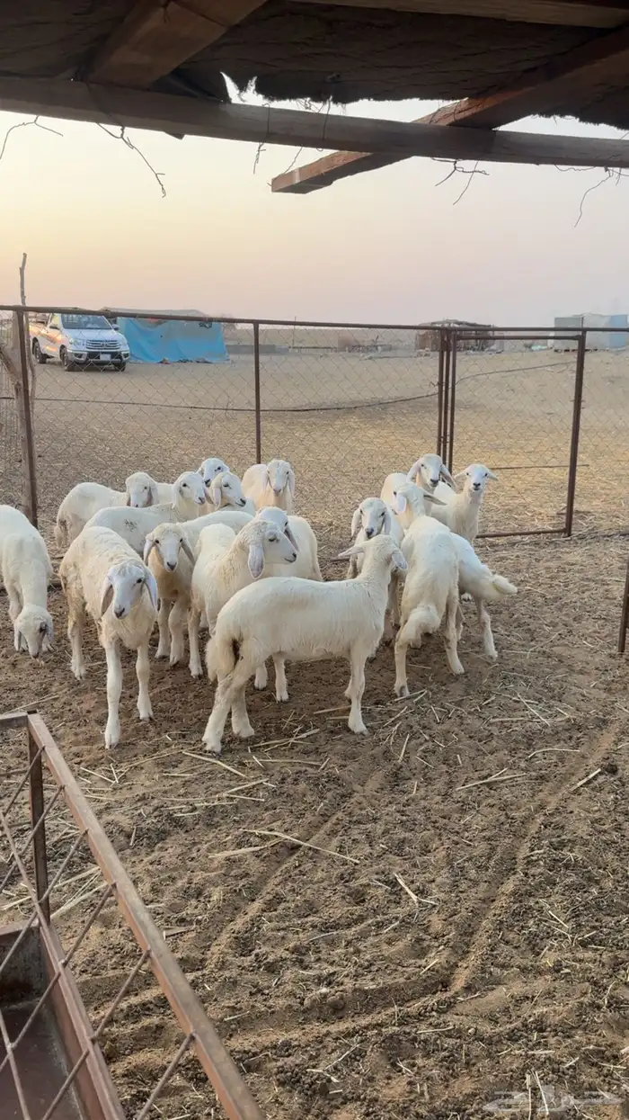 طليان ورخال تربيه المظيلف دوقه 2