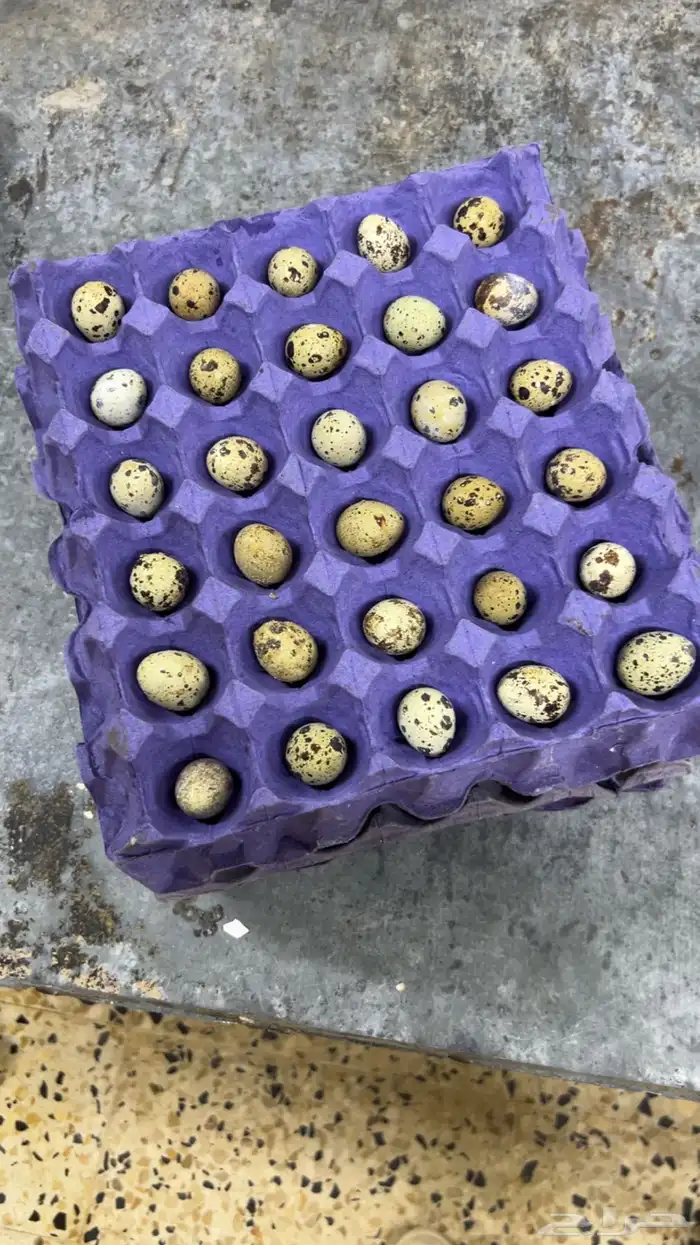 بيض سمان 1