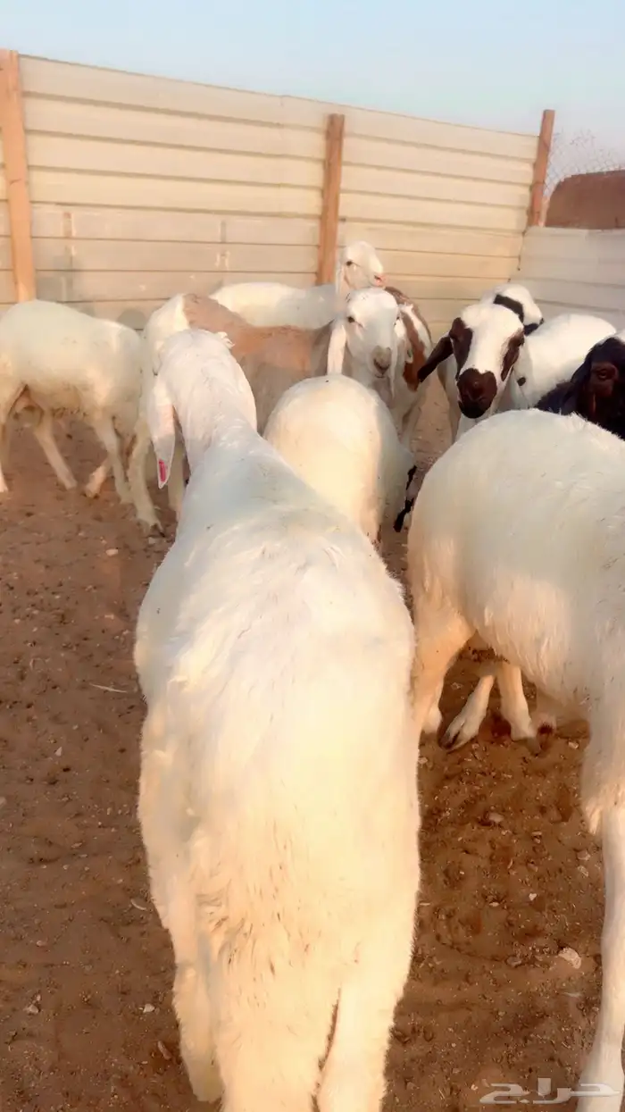 سواكن جبر وفاخر ومرابي 4شهور 3