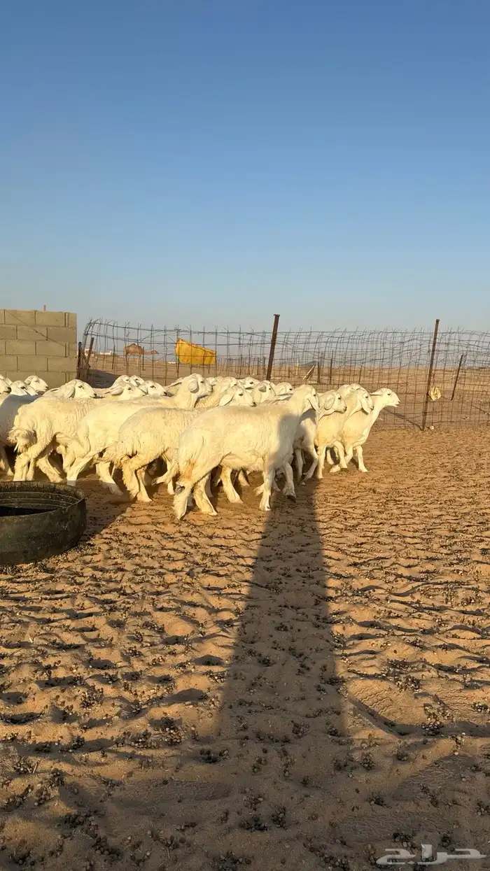 رخال حريات جذعات منوة مدورين الزين 10