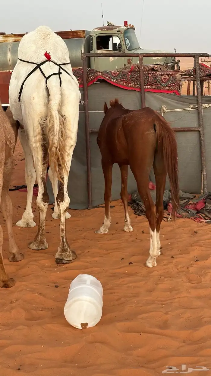 مهر عمره سنه ونص طبع مع الابل من يومه صغير سليم العذاريب 2