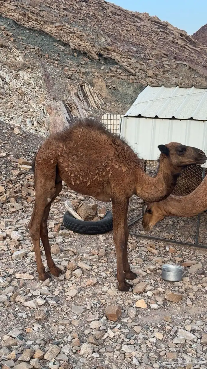 البيع ثنين قعدان نضاف 1