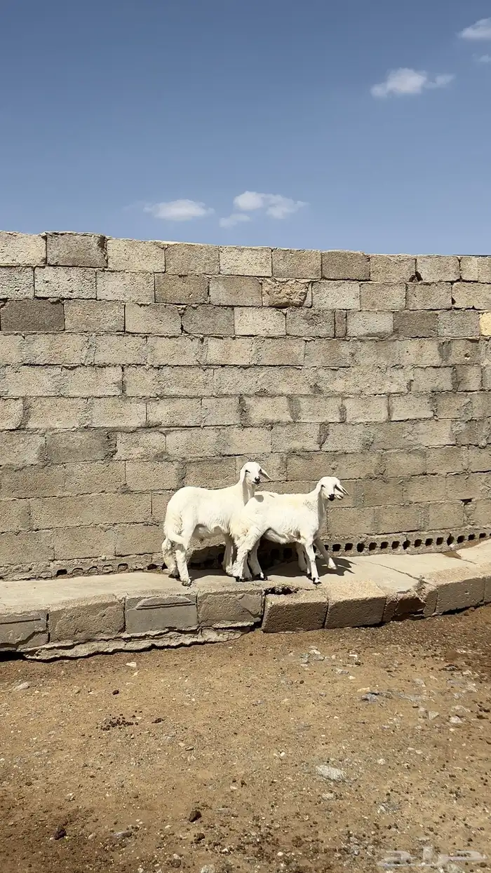 بهم للبيع3 طلين ورخل 0