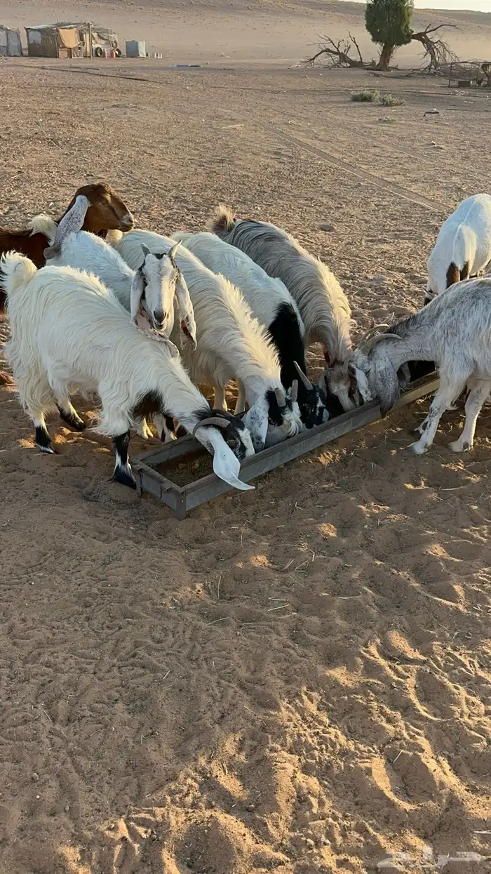 معزا ملاوين للبيع 14