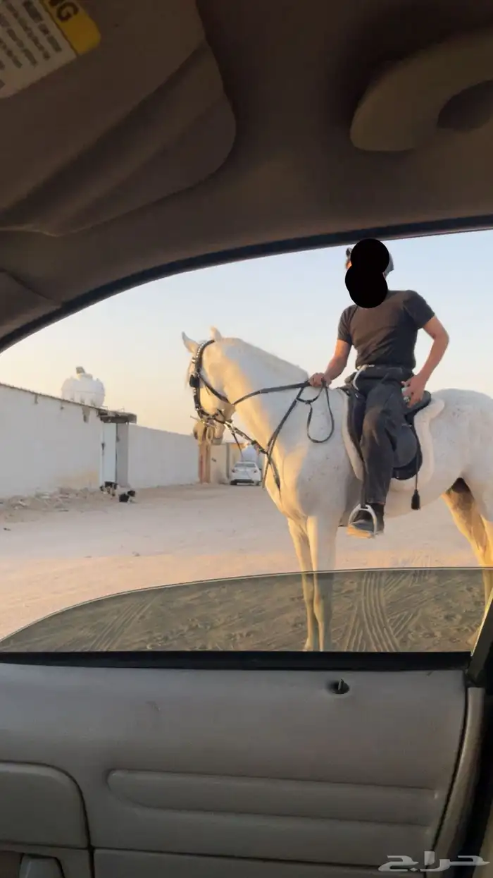 حصان اللبيه 1