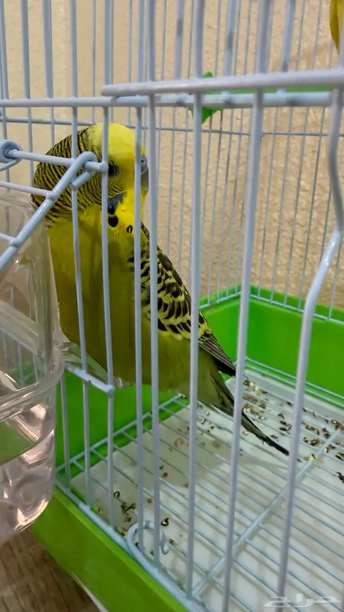 للبيع طيور حب 1