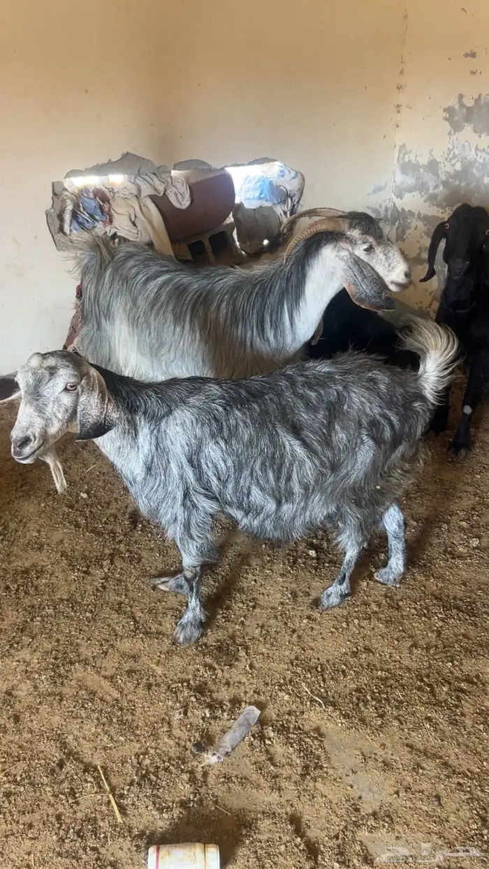 معزا عربيات أصايل 1