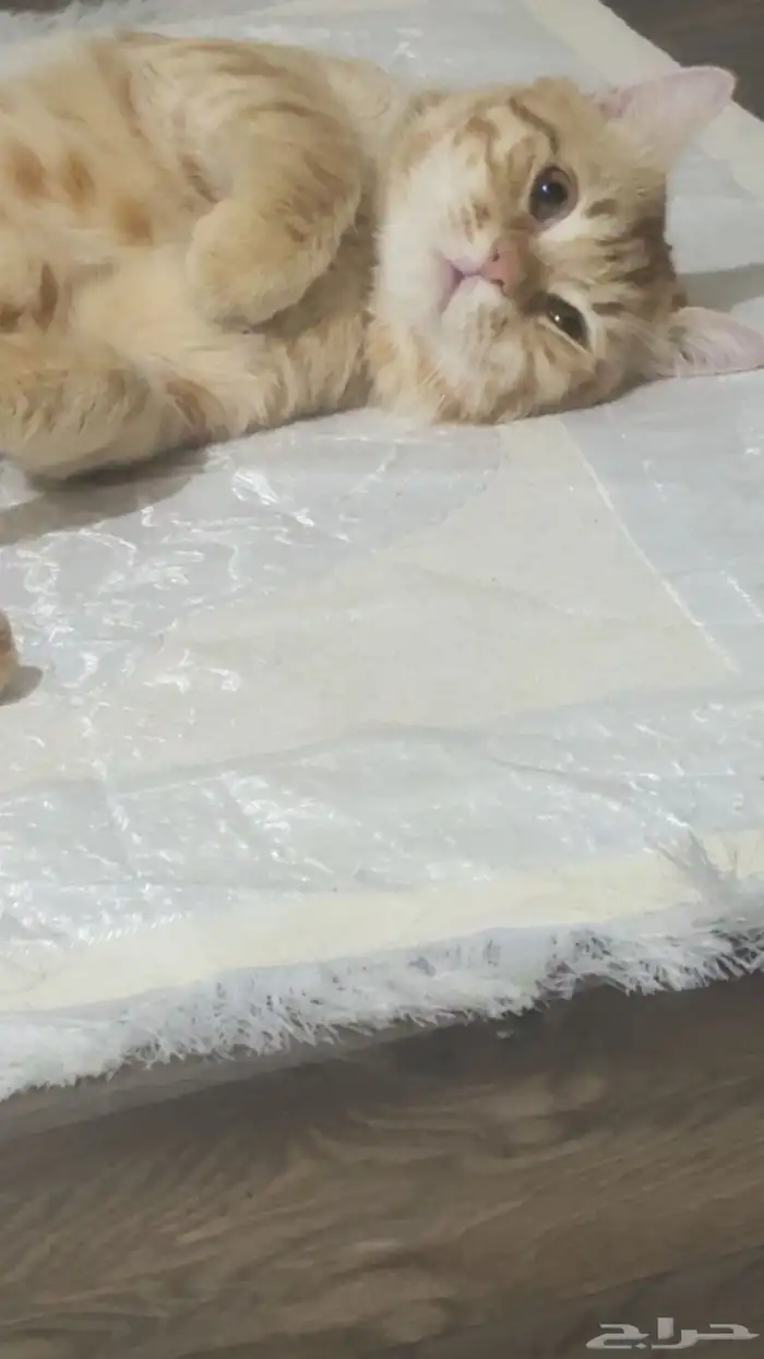 قط مفقود ميكس شيرازي برتقالي 0