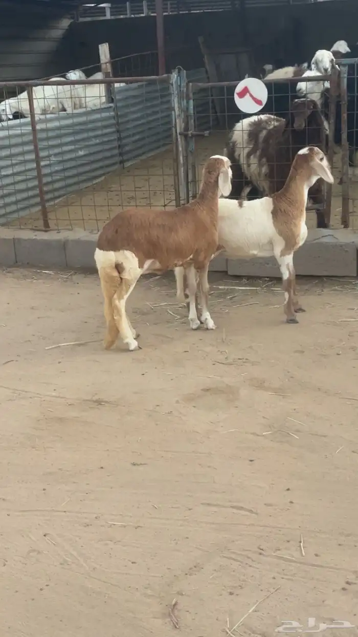 للبيع رخال سواكن 1
