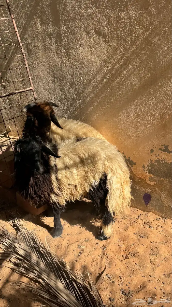 طليان نعيمي 9