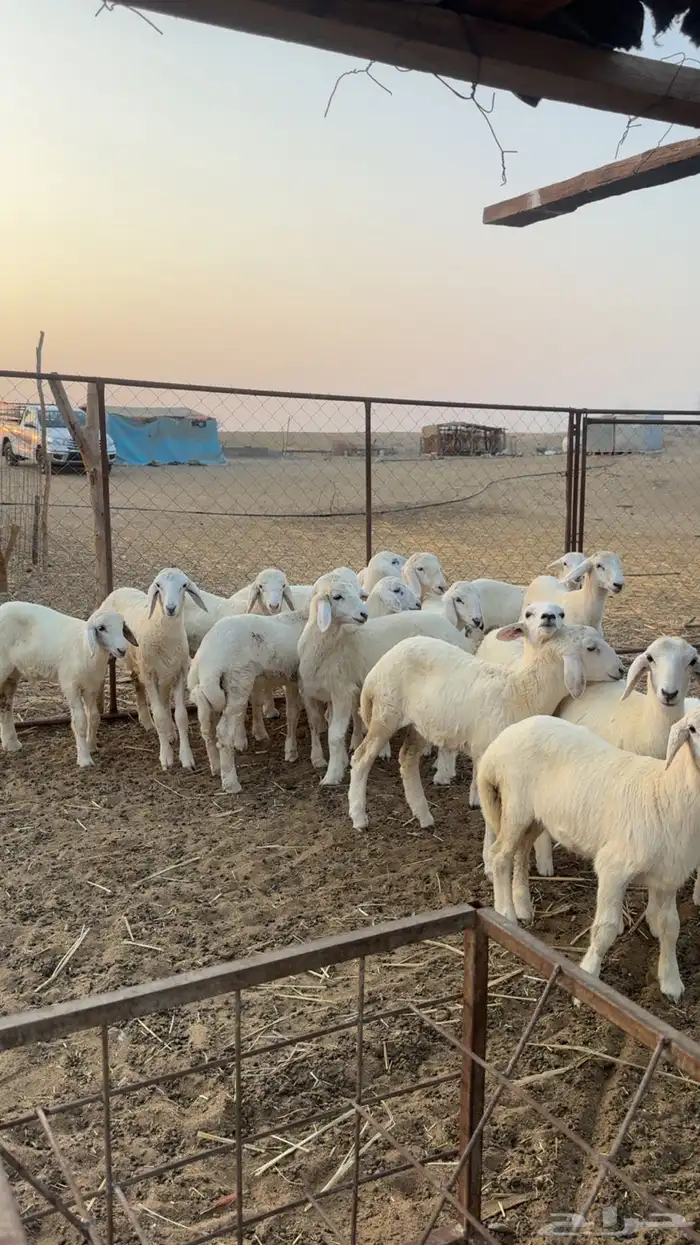 طليان ورخال تربيه المظيلف دوقه 0