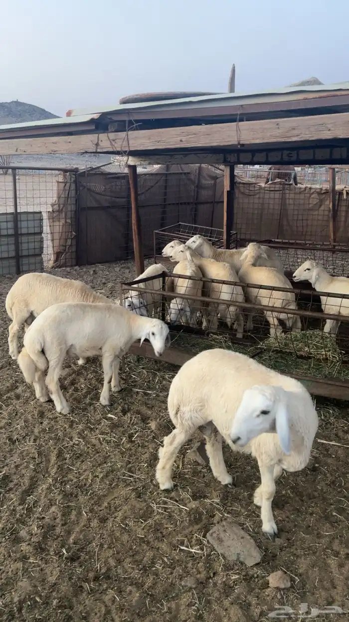 طليان حريه 0