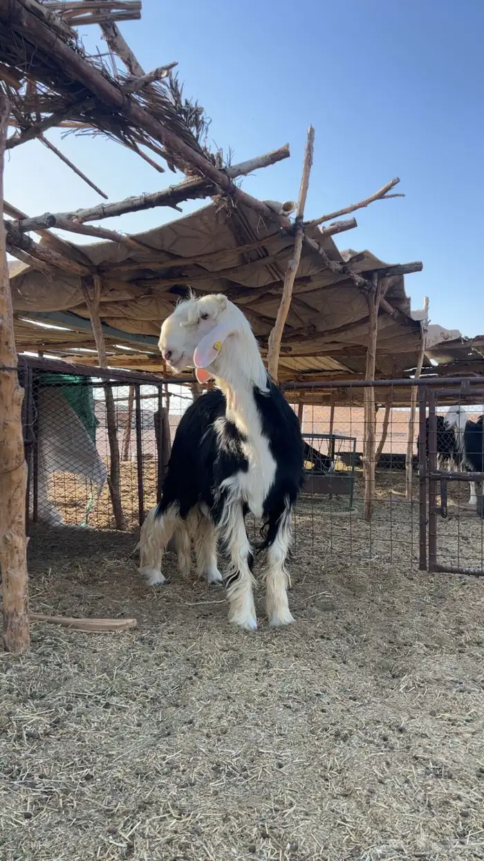 مشروع فحل نجدي صنف معرف 2