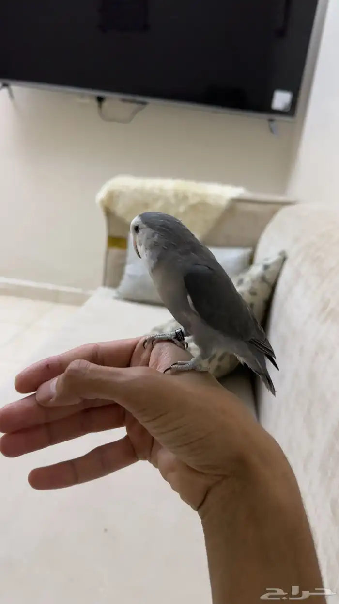 ذكر روز منتج 0