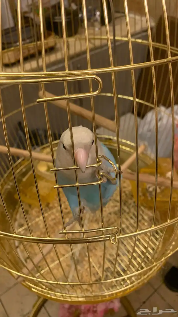 للبيع طير روز 1