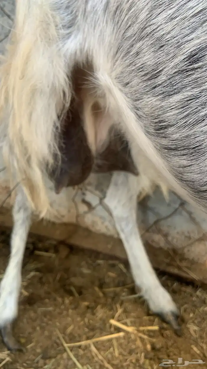 ماعز حليب 2