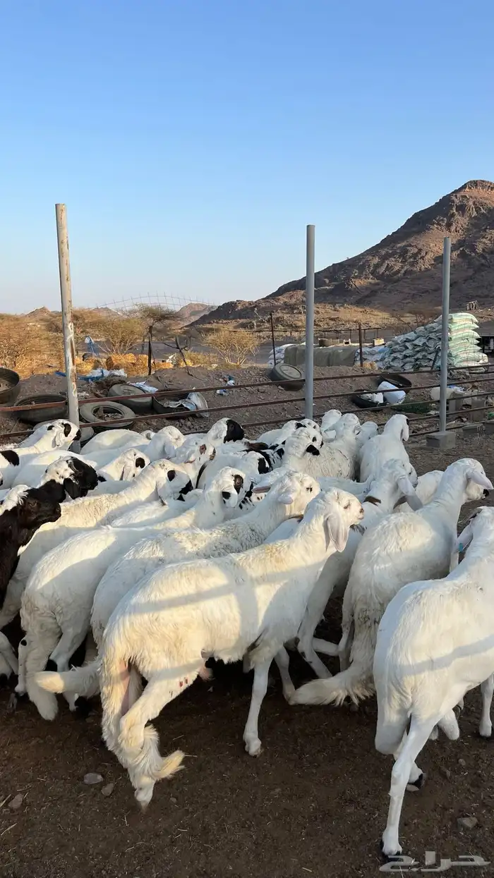 طليان سواكن بيض شبيه الحري دمازين 4