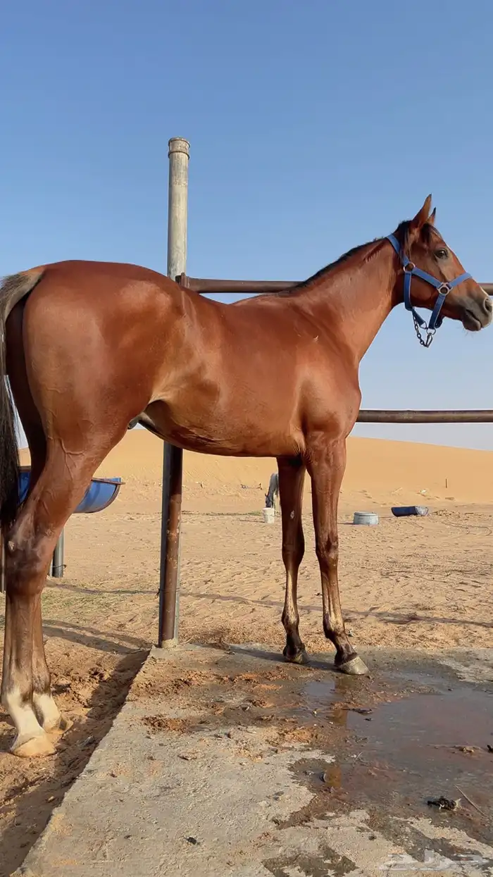 مهر واهو شيخ 1