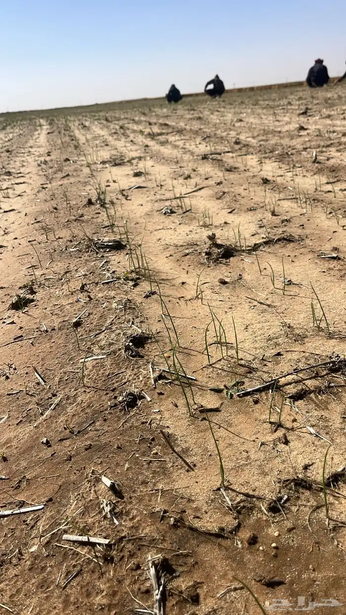 مشروع زراعي. ست رشاش 0