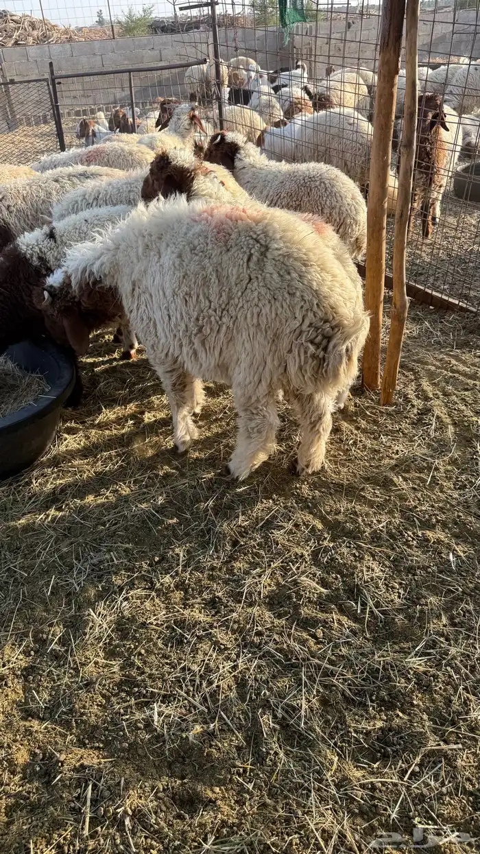 للبيع نعيم 0