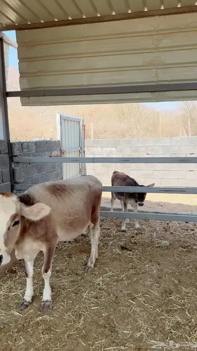 مجموعة أبقار هولنديه وألمانيا و جيرسي index