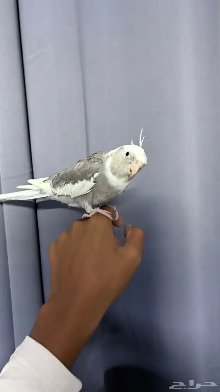 طيور كراون هولندي 2