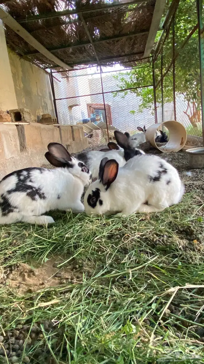 للبيع ارانب هجين بابيون 0