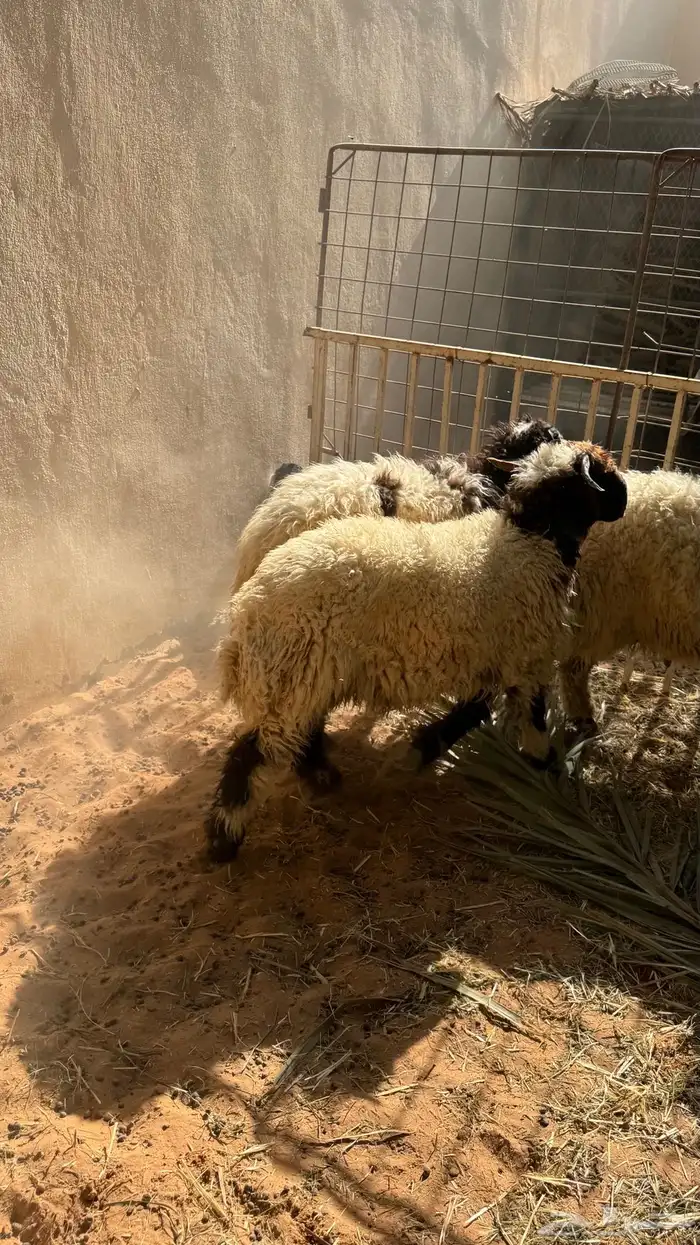 طليان نعيمي 12