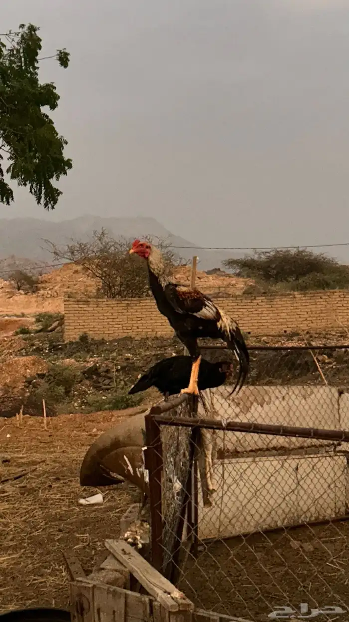 دجاج بكستاني 2