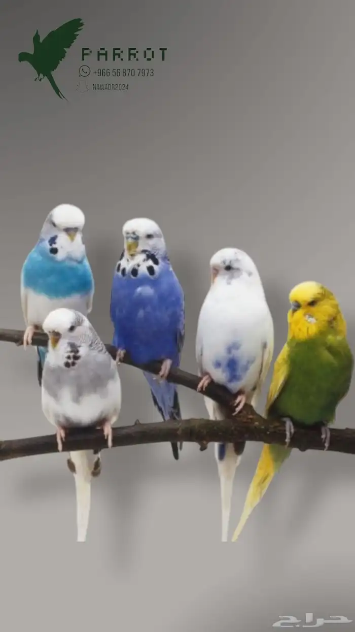 ازواج بادجي منوعة 0