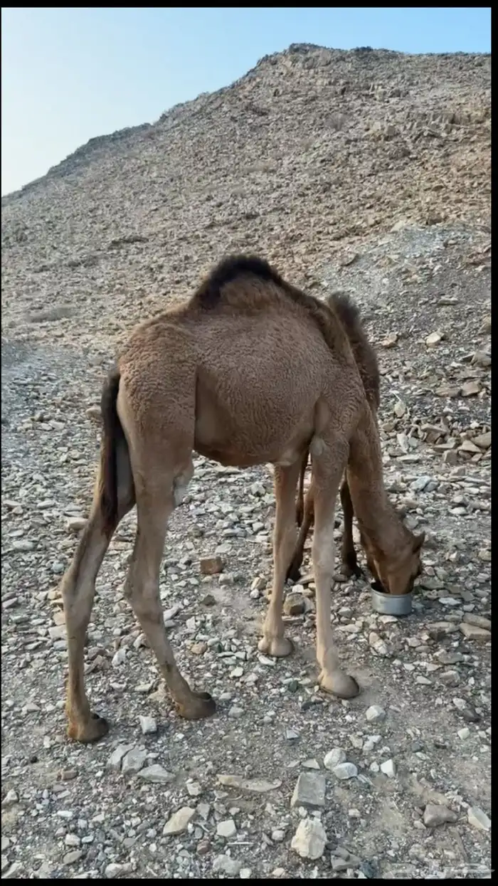 البيع ثنين قعدان نضاف 0