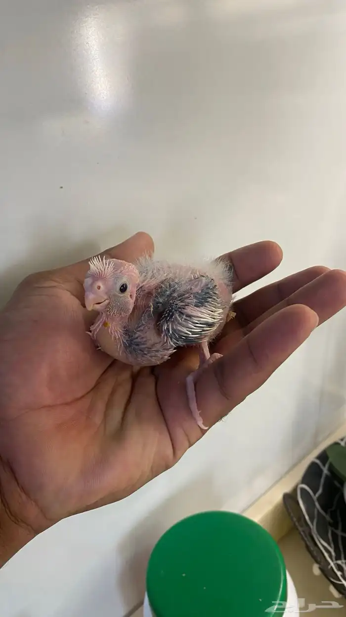 فروخ كروان ((. تم البيع 8