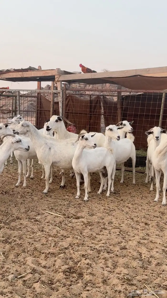 معزا بيشيات دفيع شرط 1