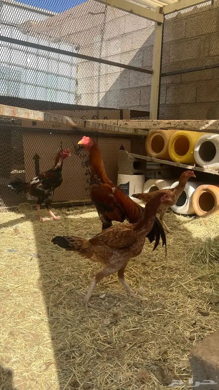 (دجاج باكستاني للبيع) 1