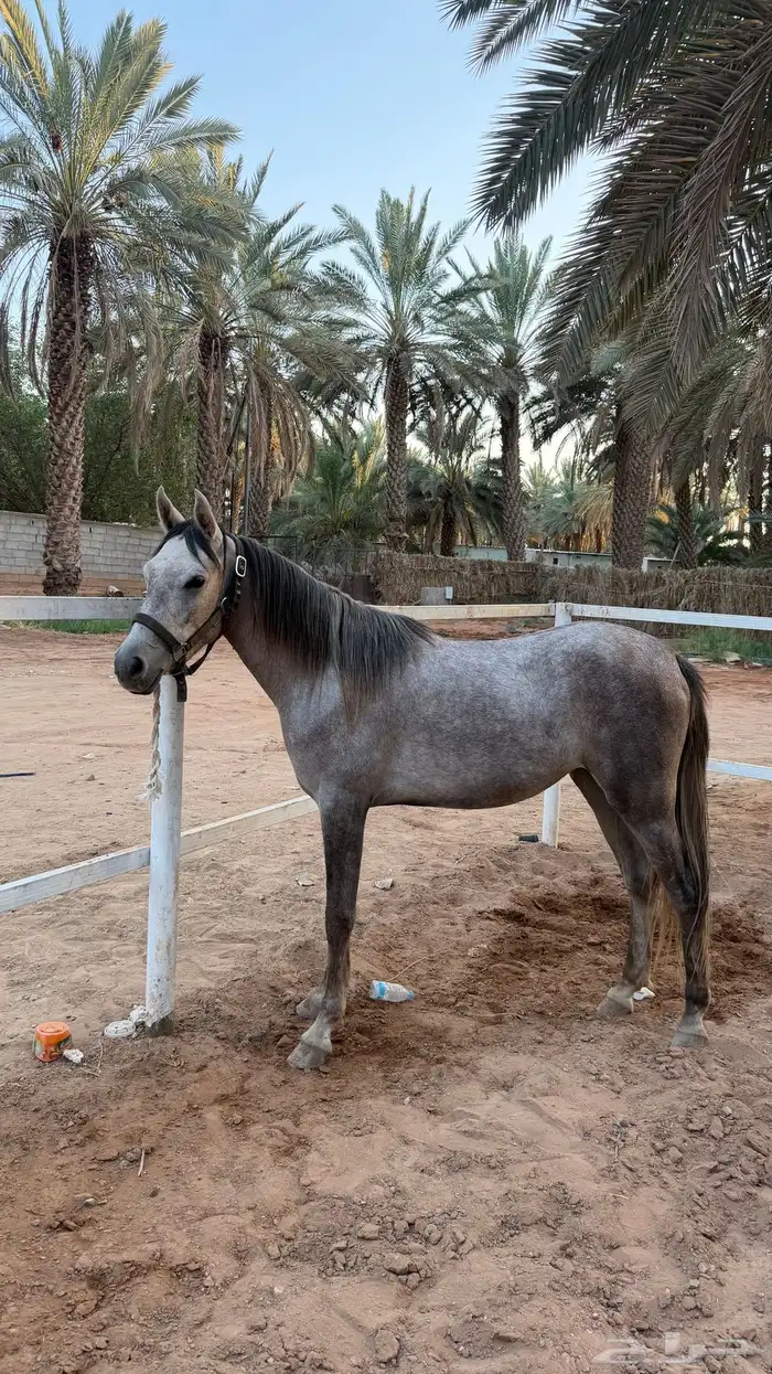 مهره 0