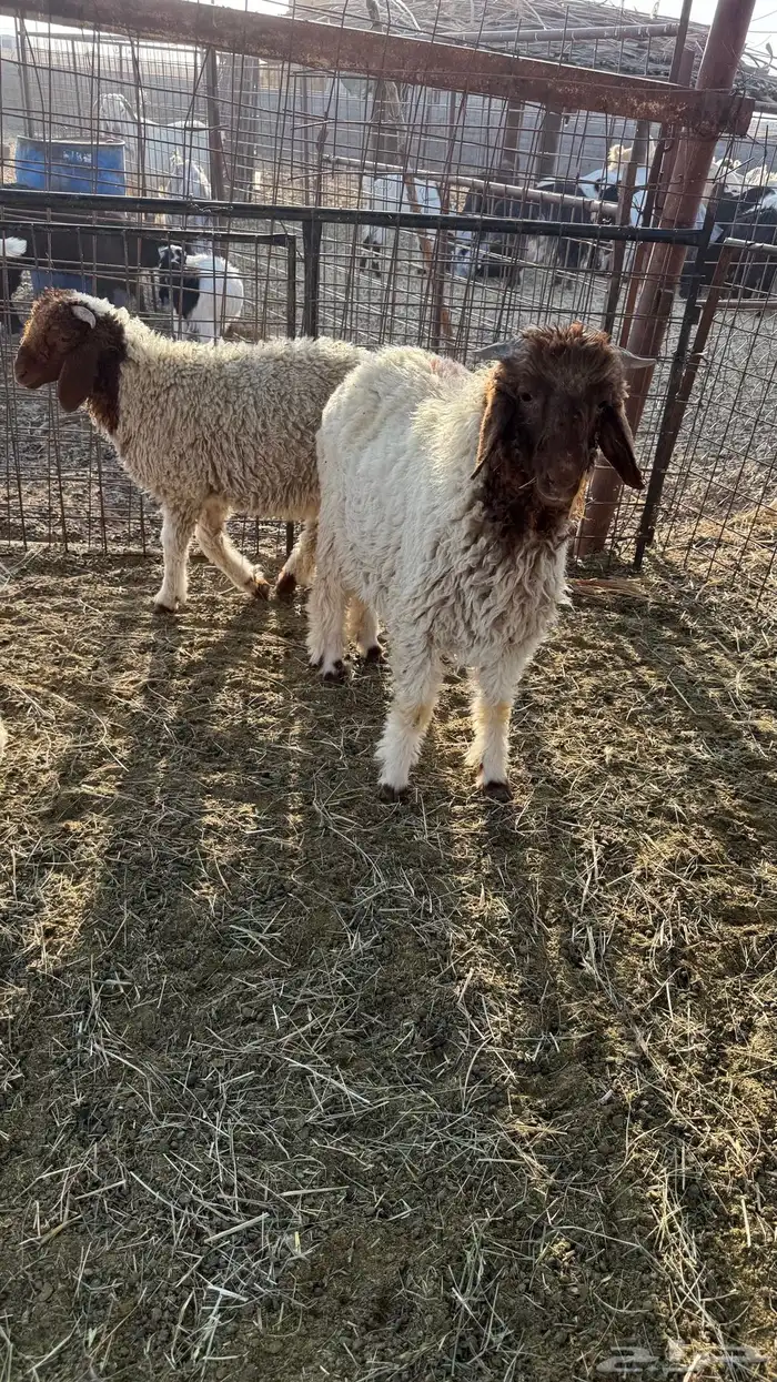 للبيع نعيم 3