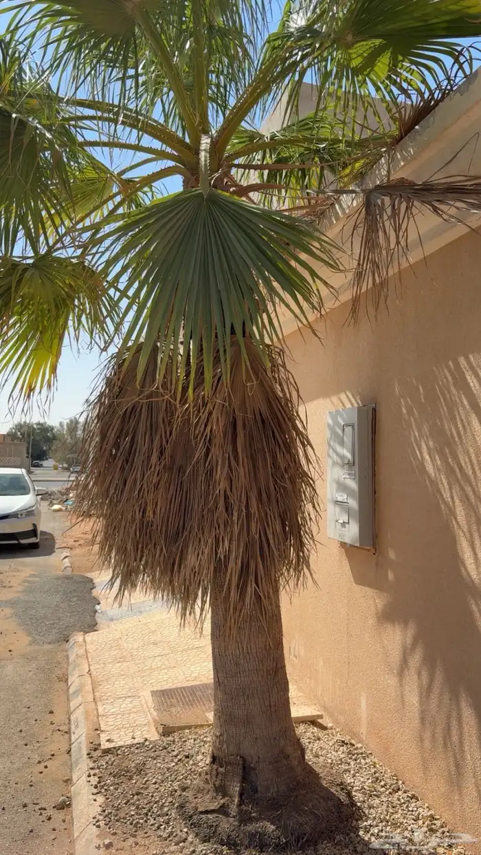 نخله امريكيه 2
