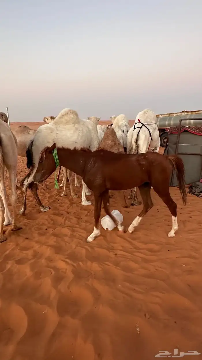 مهر عمره سنه ونص طبع مع الابل من يومه صغير سليم العذاريب 1